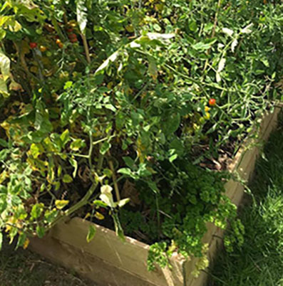 Cropped unruly tomatoes