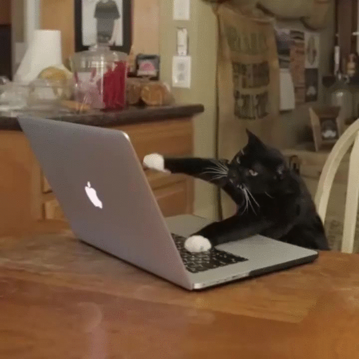 Cat busy on laptop